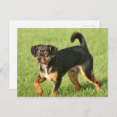 Rascal Postkarte (Vorne/Hinten)