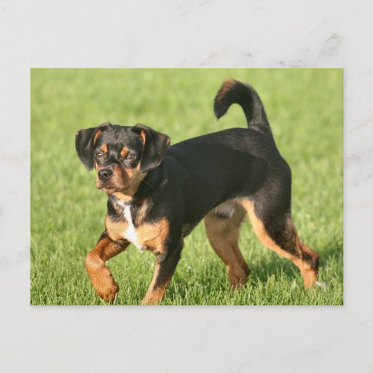 Rascal Postkarte (Vorderseite)