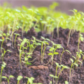 Rasen Aufkleber (Vorderseite)