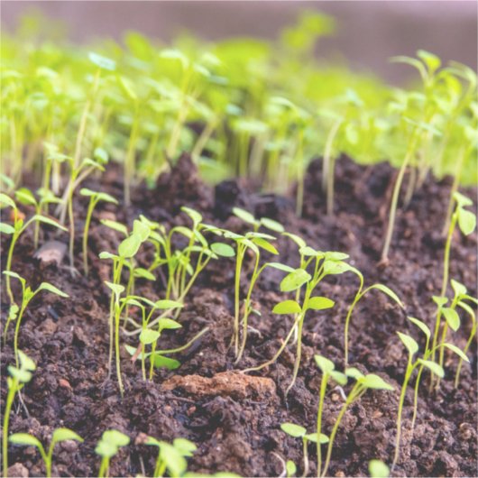 Rasen Aufkleber (Vorderseite)