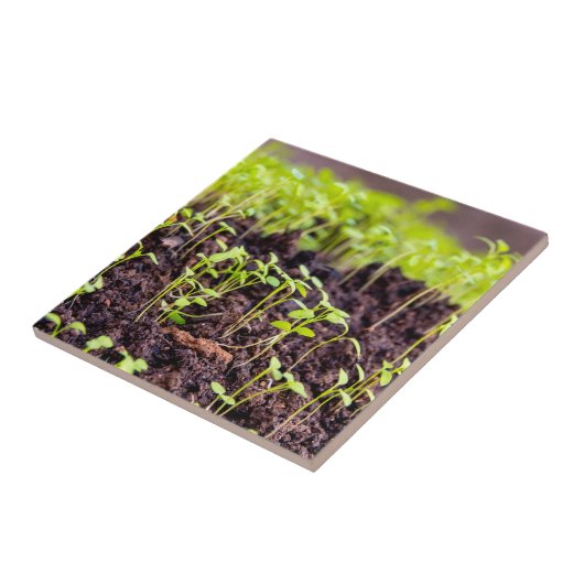 Rasen Fliese (Seite)