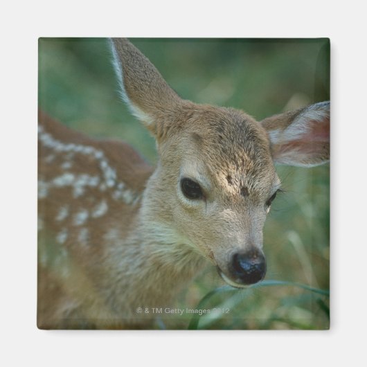Rasenfläche Magnet (Vorne)