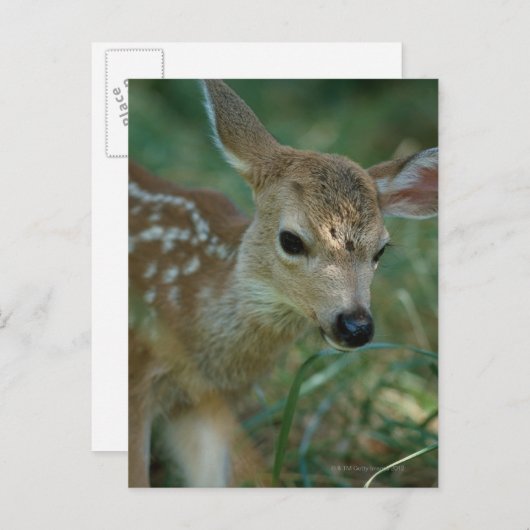 Rasenfläche Postkarte (Vorne/Hinten)