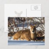 Rasenflächen Postkarte (Vorne/Hinten)