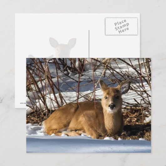 Rasenflächen Postkarte (Vorne/Hinten)