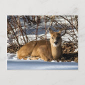 Rasenflächen Postkarte (Vorderseite)