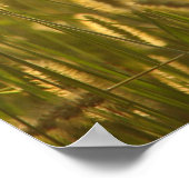 Rasenköpfe bei Sonnenuntergang Poster (Ecke)