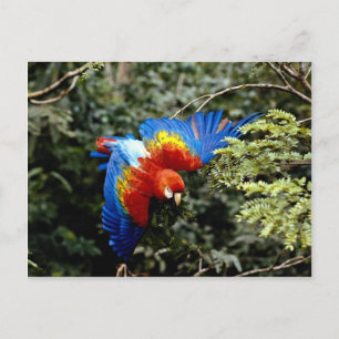 Rasierapparat Postkarte