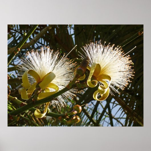 Rasierbaum Poster (Vorne)