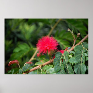 Rasierbürsten-Baum Poster