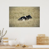 Rasierende Kuh - Poster (Küche)