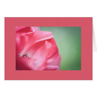 Rasierropfen auf einer Rose