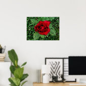Rasierropfen auf einer Rote Rose Poster (Heimbüro)