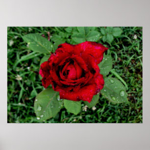 Rasierropfen auf einer Rote Rose Poster