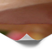 Rasierropfen auf Rose Petals Pink Peach Floral Poster (Ecke)