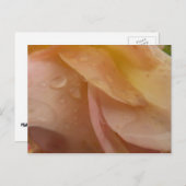 Rasierropfen auf Rose Petals Pink Peach Floral Postkarte (Vorne/Hinten)