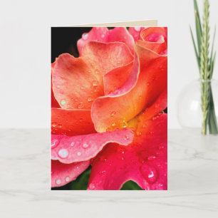 Rasierseile auf Rose Petals Grußkarte - Farbe Karte