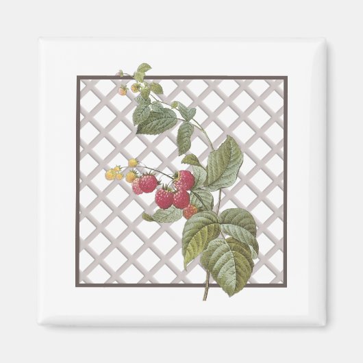 RASPBERRIES MAGNET (Vorne)