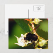 Raspberry Bee Postkarte (Vorne/Hinten)
