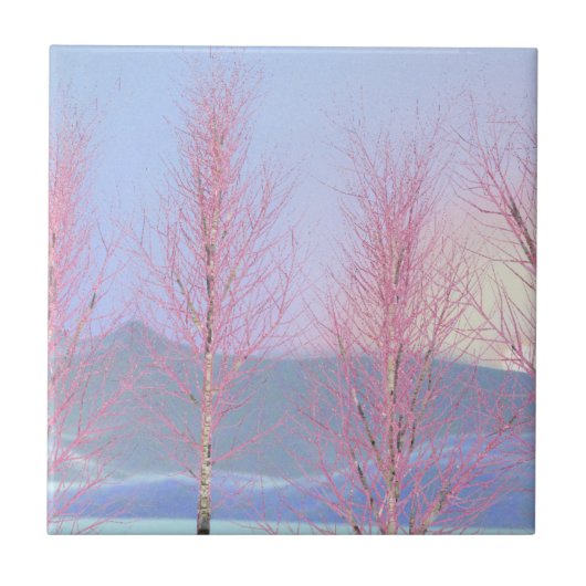 Raspberry Creme Birch Fliese (Vorderseite)