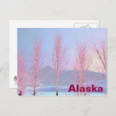 Raspberry Creme Birch Postkarte (Vorne/Hinten)