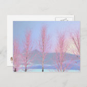 Raspberry Creme Birch Postkarte (Vorne/Hinten)