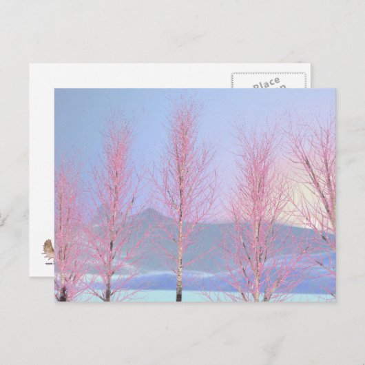 Raspberry Creme Birch Postkarte (Vorne/Hinten)