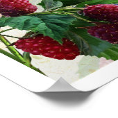 Raspberry Fairy Poster (Ecke)