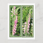 RASPBERRY FOXGLOVE LESEZEICHEN POSTKARTE (Vorderseite)