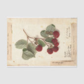 Raspberry Illustration von USDA 1908 Seidenpapier (Vorderseite)