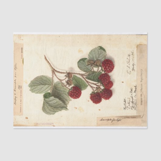 Raspberry Illustration von USDA 1908 Seidenpapier (Vorderseite)