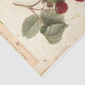 Raspberry Illustration von USDA 1908 Seidenpapier (Ausschnitt)