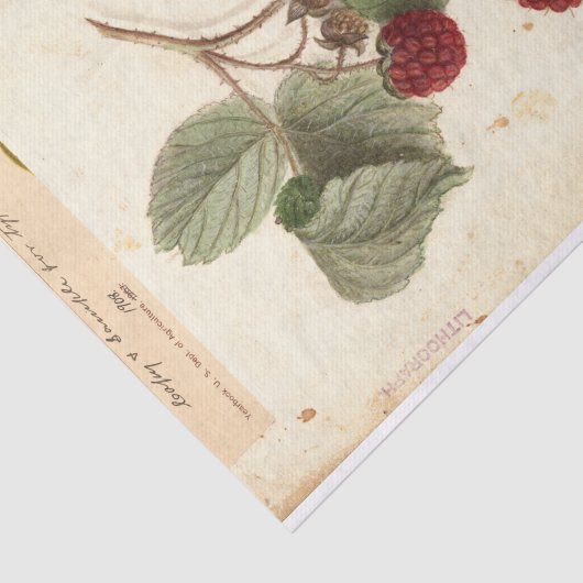 Raspberry Illustration von USDA 1908 Seidenpapier (Ausschnitt)