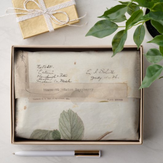 Raspberry Illustration von USDA 1908 Seidenpapier (Geschenk)