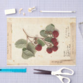 Raspberry Illustration von USDA 1908 Seidenpapier (Handwerk)