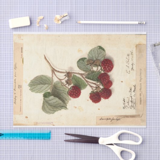 Raspberry Illustration von USDA 1908 Seidenpapier (Handwerk)