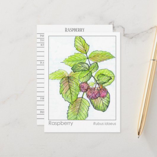 Raspberry Materia Medica Kräuterstudie Flash Card Postkarte (Vorderseite/Rückseite Beispiel)