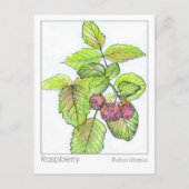 Raspberry Materia Medica Kräuterstudie Flash Card Postkarte (Vorderseite)