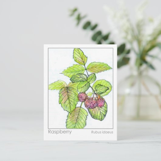 Raspberry Materia Medica Kräuterstudie Flash Card Postkarte (Stehend Vorderseite)