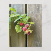 Raspberry Postcard Postkarte (Vorderseite)