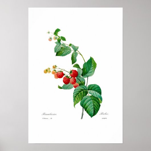 Raspberry Poster (Vorne)