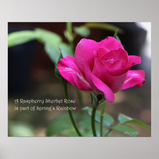 Raspberry Sherbet Rose Poster: ROSE & PROSE 20x16 Poster