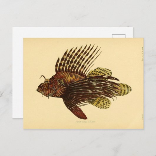 Rasräus Postkarte (Vorne/Hinten)