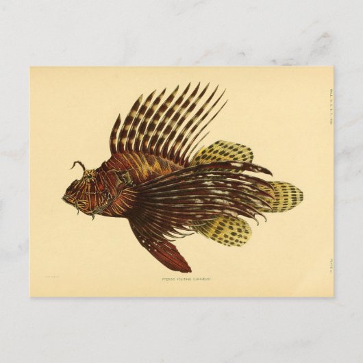 Rasräus Postkarte (Vorderseite)