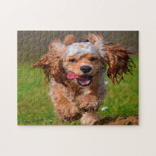 Rasse Cockerspaniel. Puzzle