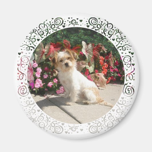 Rasse für gemischte Terrier Magnet (Vorne)