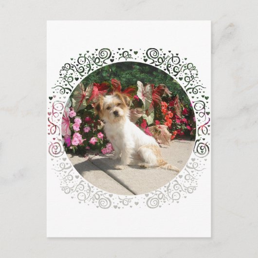 Rasse für gemischte Terrier Postkarte (Vorderseite)