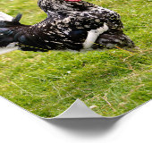 Raster und Henne auf Gras Poster (Ecke)