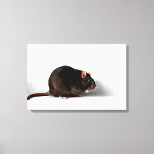 Rat 24x16 (60x40cm) Wacm Leinwanddruck