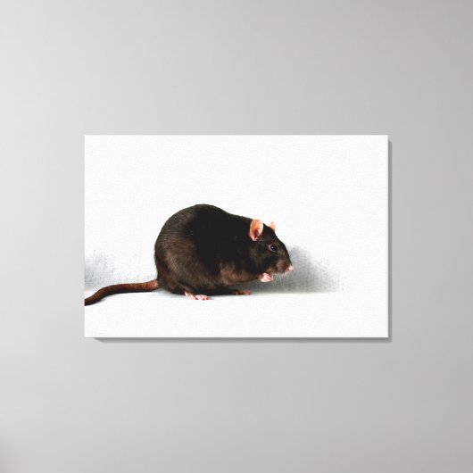 Rat 36x24 (90x60cm) Waccna Leinwanddruck (Vorderseite)